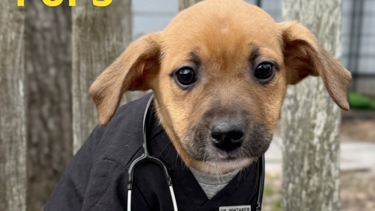 A group of rescue puppies were creatively styled as TV characters from 