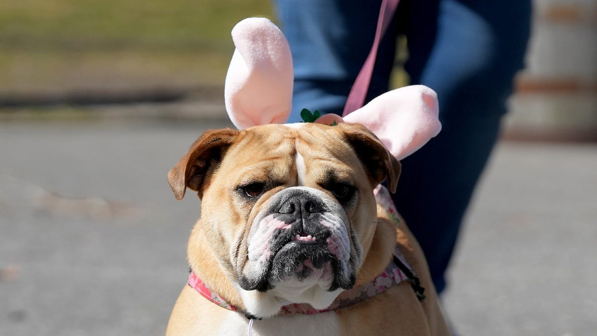 Puppy Easter egg hunt? Say less. See the adorable holiday event