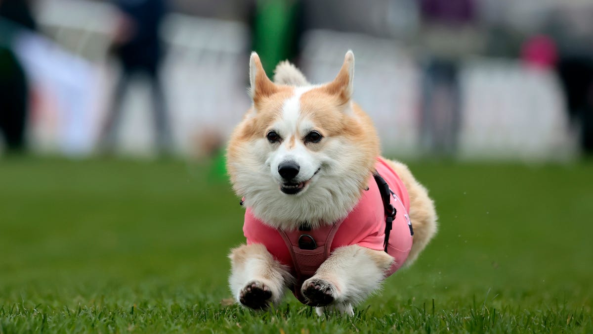 Corgis battled it out in the Corgi Derby at Musselburgh Race Coursee on April 4, 2026 in Musselburgh, Scotland.