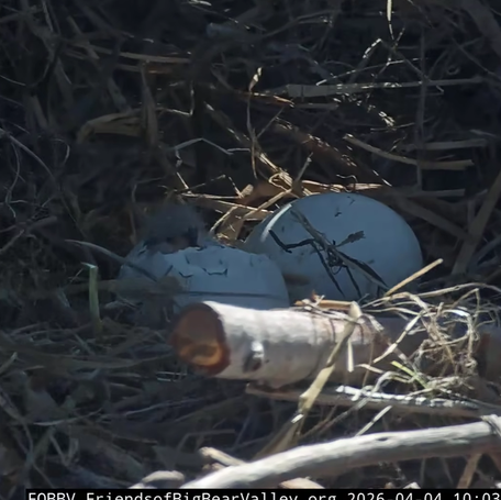 The head of a chick emerges from one of the eggs being protected on April 4, 2026, by famous bald eagles Jackie and Shadow in California.