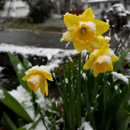 Snow covers daffodils on Upland Street in Worcester early Tuesday, April 7.