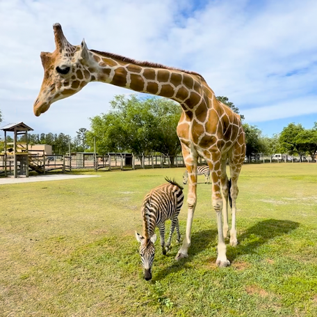 A zebra and giraffe went viral for not just their height difference. The unlikely duo became best friends at a theme park in Georgia.