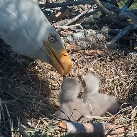 Tiny eaglets born to fans' favorite couple of bald eagles, Jackie and Shadow, are growing up fast! The siblings are now learning how to "bonk."