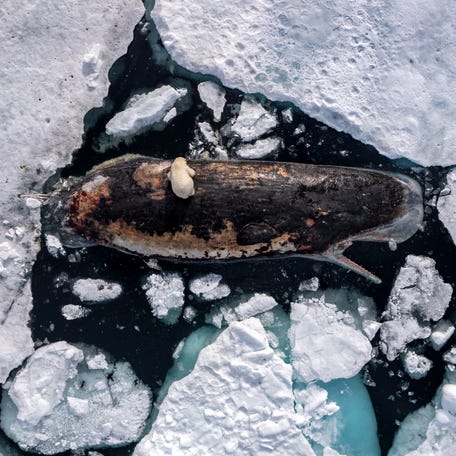 Title: Polar Bear on Sperm Whale | A female polar bear feeds on a sperm whale carcass in the polar pack ice north of the Norwegian archipelago, Svalbard. 82° North, International Waters, on July 8, 2025.