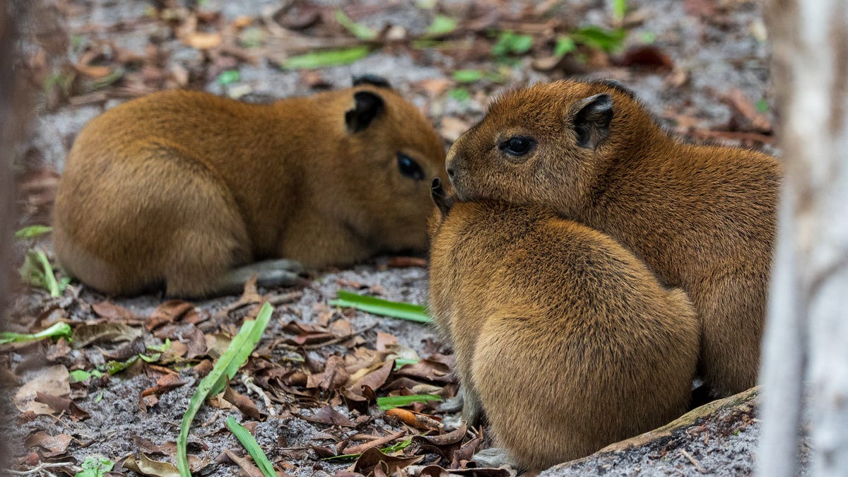 Three capybara pups were recently born at the Palm Beach Zoo in West Palm Beach, Florida. See the adorable trio.