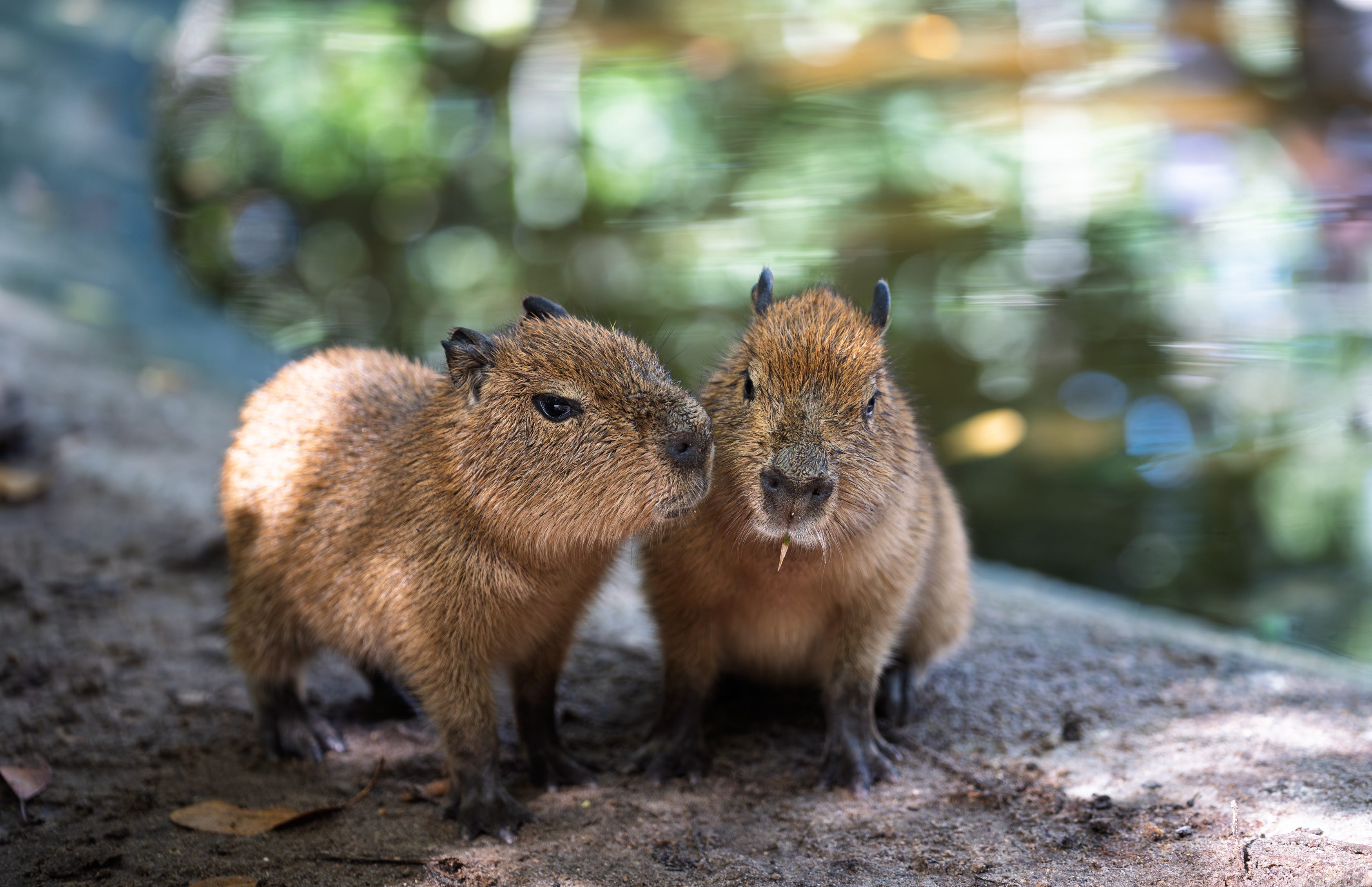 https://www.gannett-cdn.com/authoring/authoring-images/2026/04/08/USAT/89521231007-capybara-family-on-habitat-with-staff-3282607.jpg?auto=webp&crop=3499,1969,x0,y146&format=pjpg&width=1200