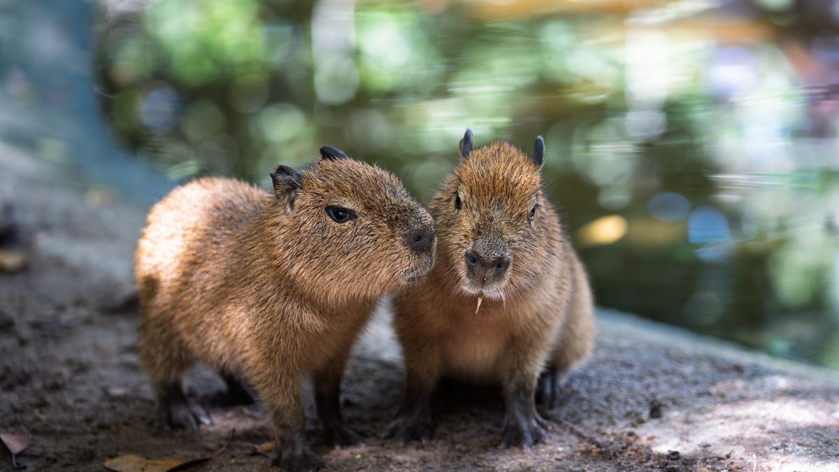 Informe diario: ¿Cuánto cuesta la gasolina ahora?