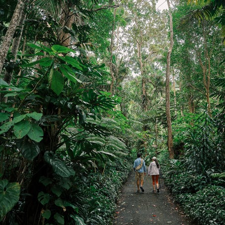 The only cloud forest in the U.S. is located on Hawaii Island as restored ranch land.