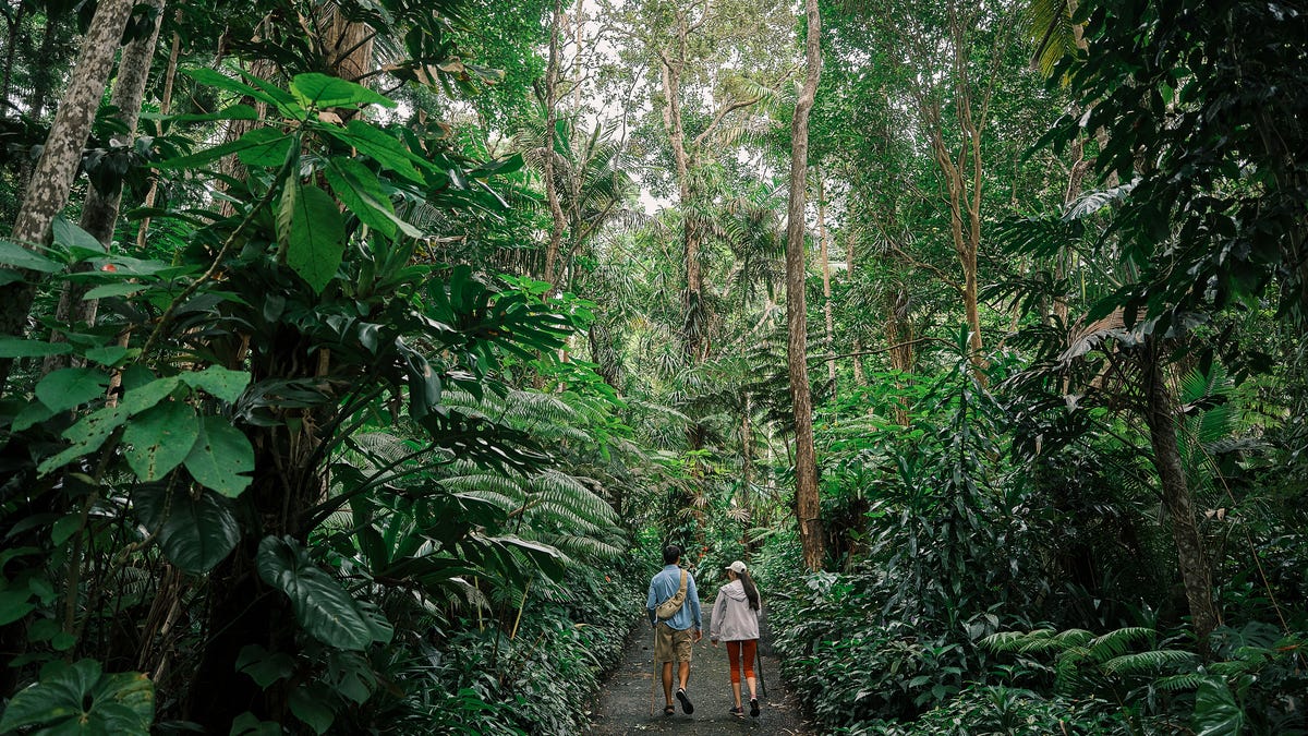 The only cloud forest in the U.S. is located on Hawaii Island as restored ranch land.