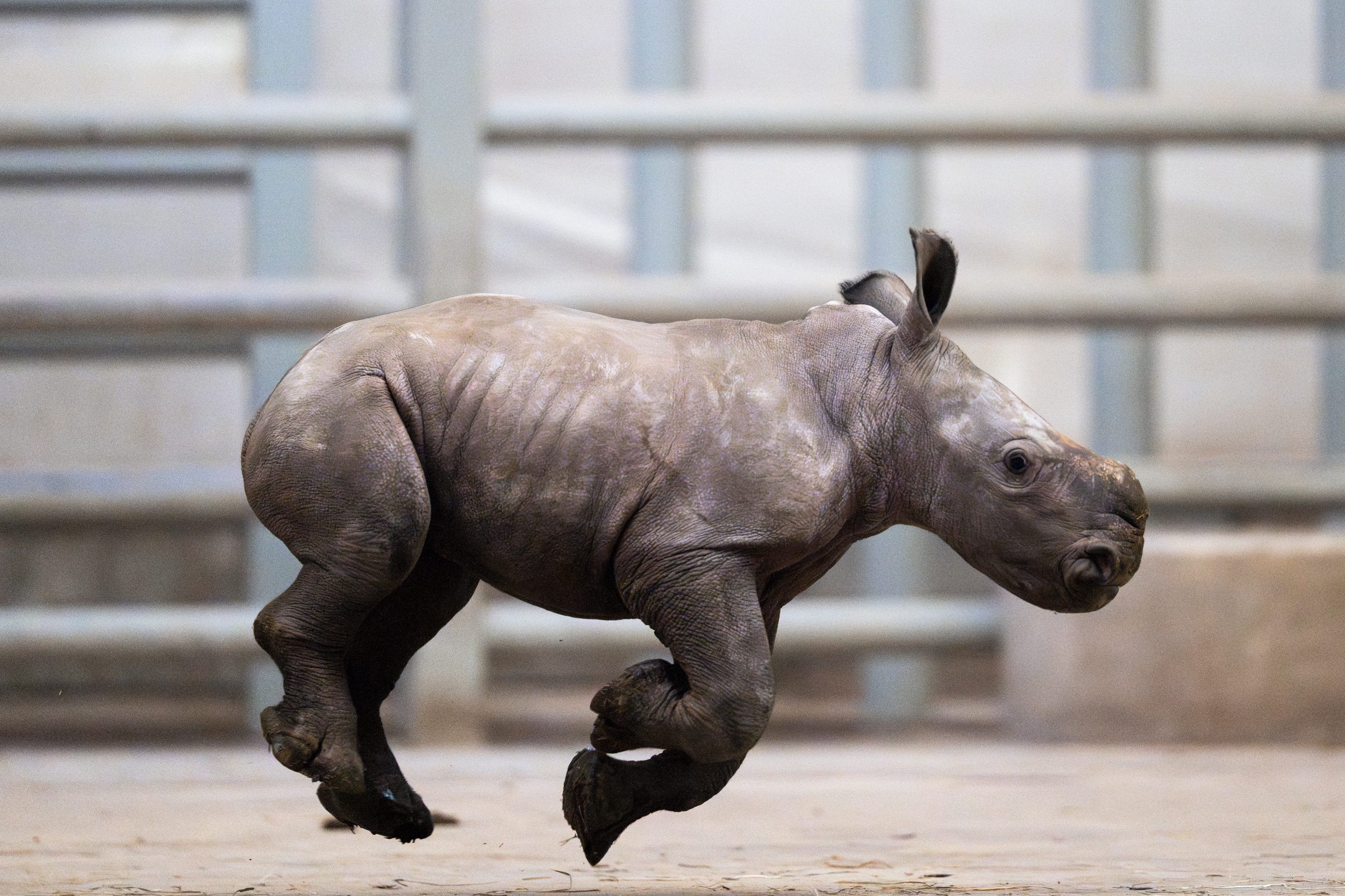 Another baby rhino arrives at The Wilds, just weeks after the first