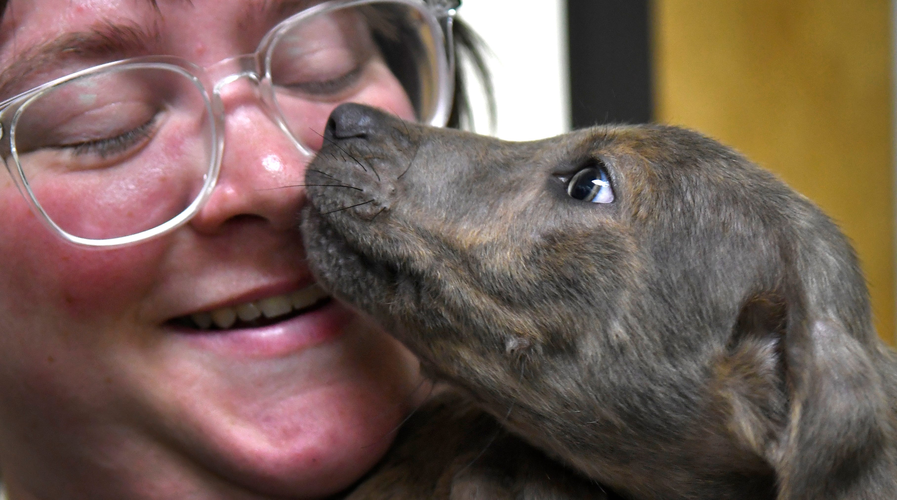 Dog food delivery company Spot & Tango recently posted two NYC-based contract jobs: Dog Kisser and Dog Breath Sniffer. Both pay $1,000 an hour.