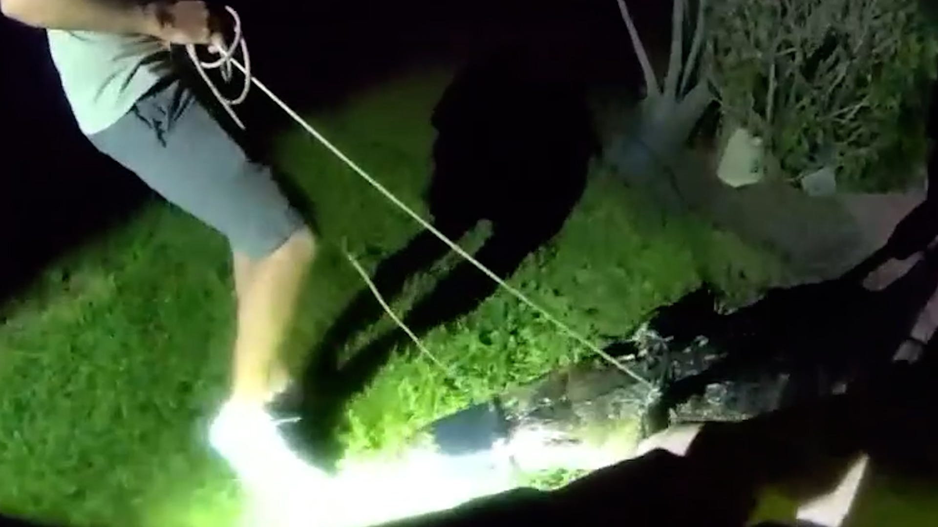 Massive gator goes for late-night swim in Florida family's pool