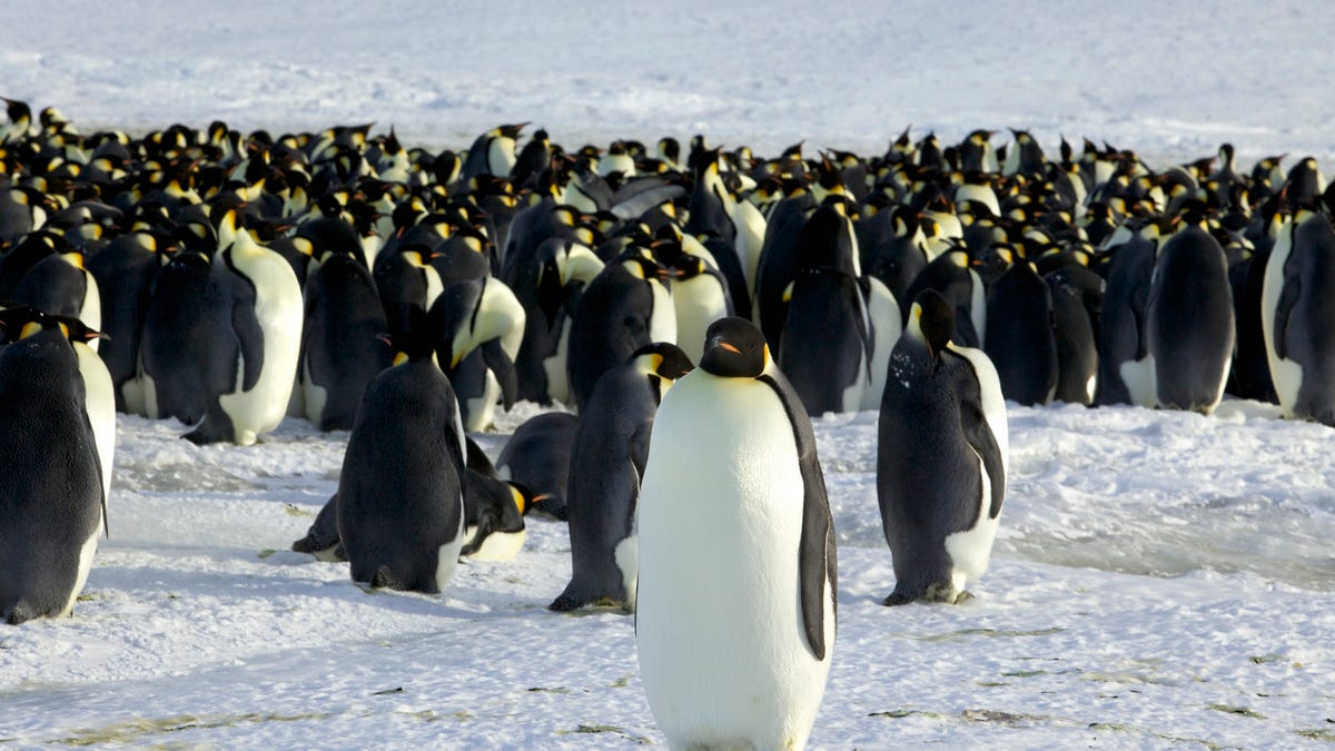Emperor penguins are seen near Dumont d'Urville Station in Antarctica on April 10, 2012.