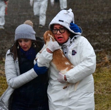Animal advocate Lisa Castagnozzi helps another activist carry a beagle from Ridglan Farms during the March 15 rescue.