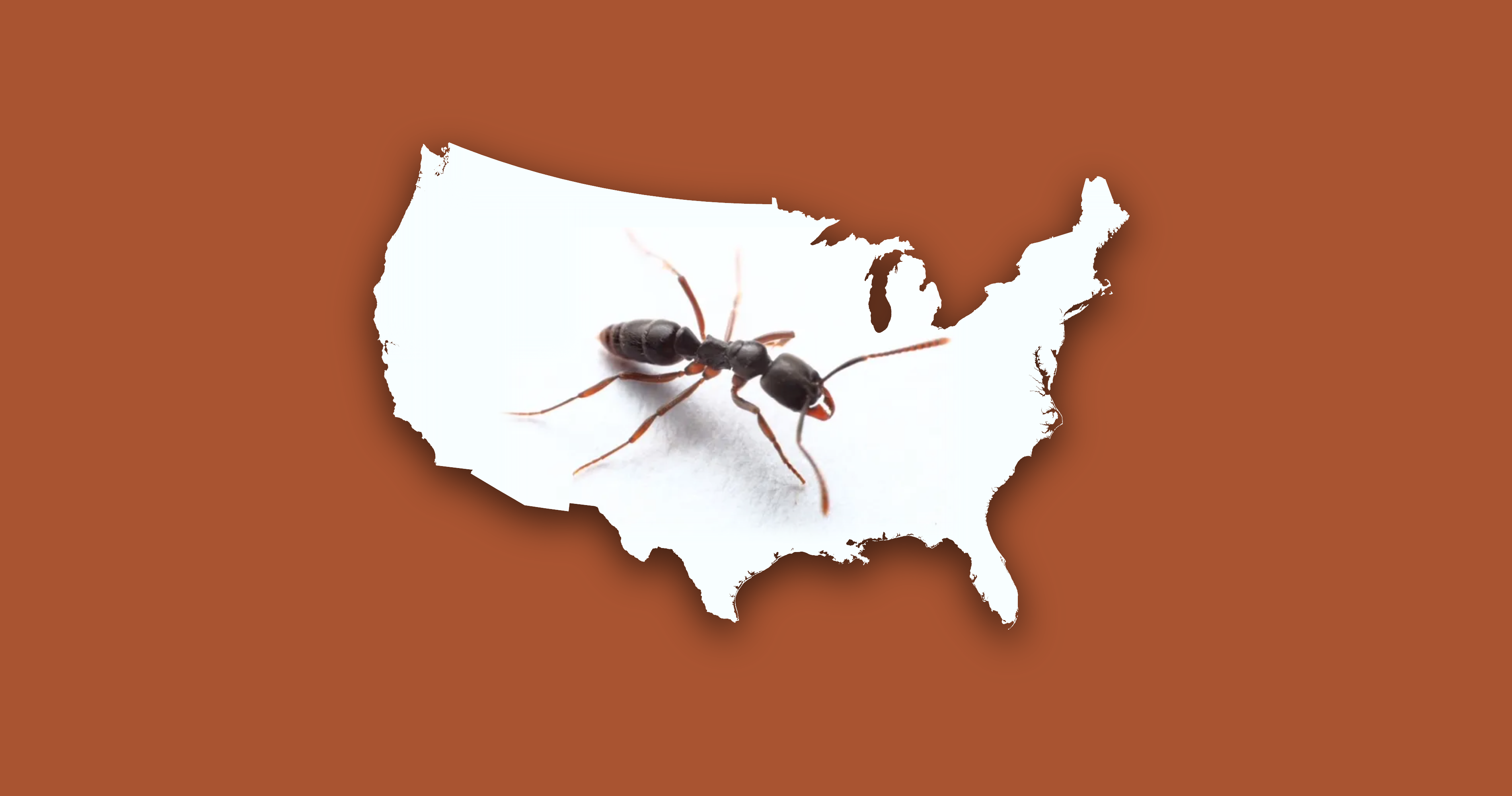 Invasive Asian Needle Ants pose potentially painful, fatal bite. What you need to know.