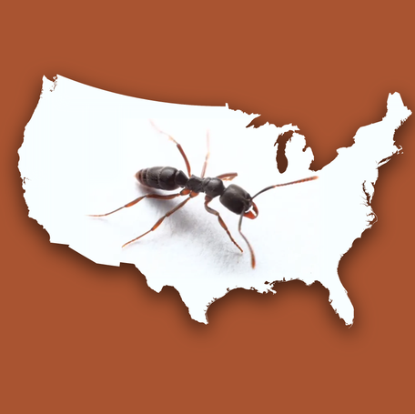 The Asian needle ant has a sting worse than a Fire ant's. Here's how to identify them.