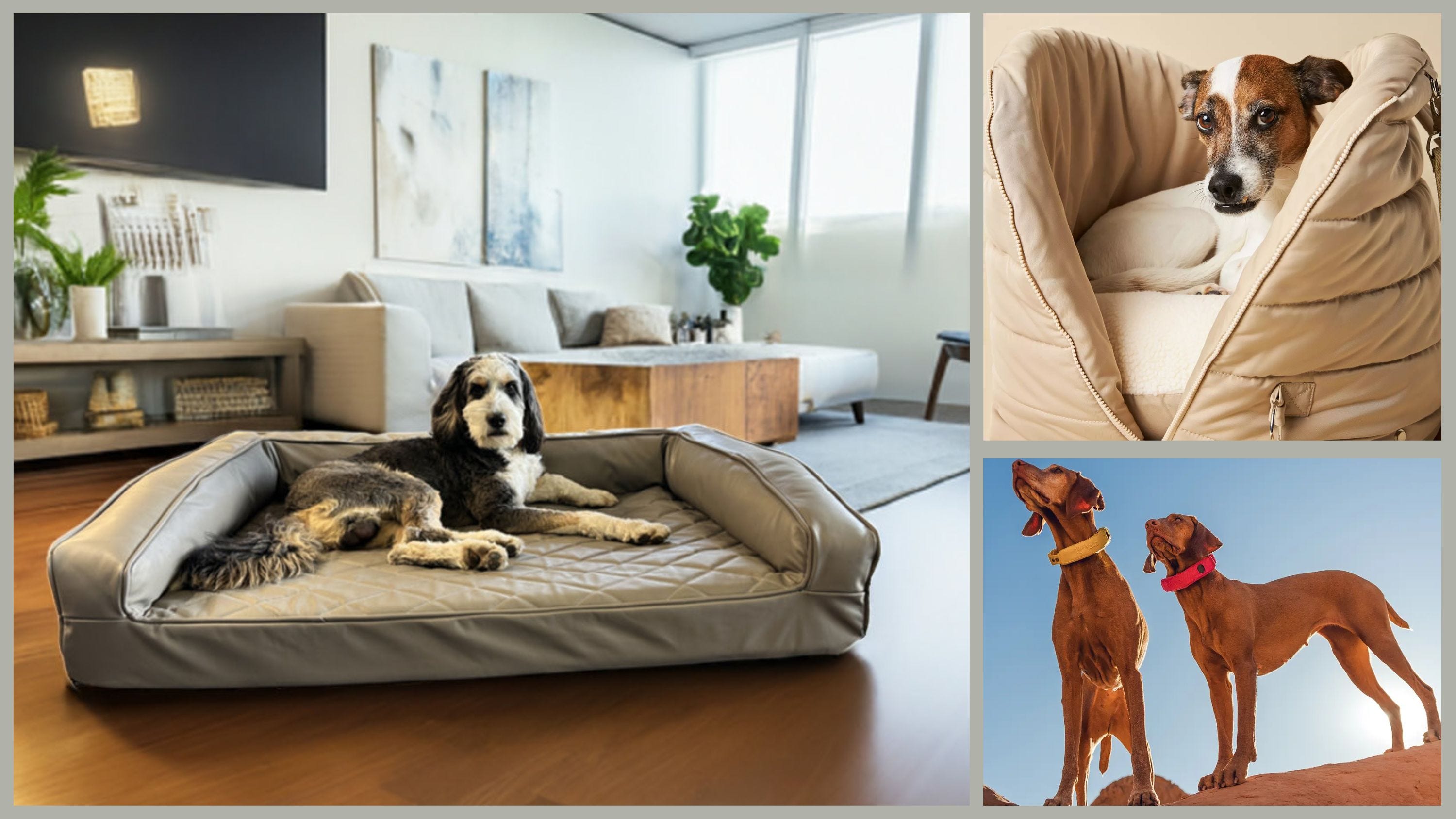 From cats to goats to lizards, it’s National Pet Day!