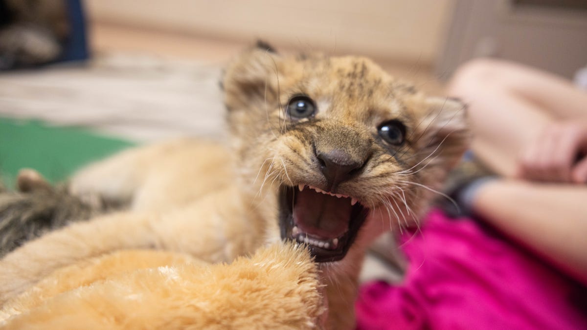 Blog de Compras: El nuevo cachorro de león de Zoo Knoxville prospera con la crianza a mano.