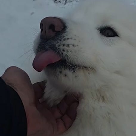 Watch this dog befriend (and prank) a delivery driver