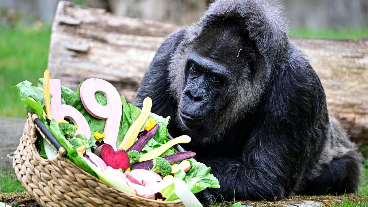 दुनिया के सबसे बुजुर्ग गोरिल्ला फतौ ने दावतों के साथ 69वां जन्मदिन मनाया