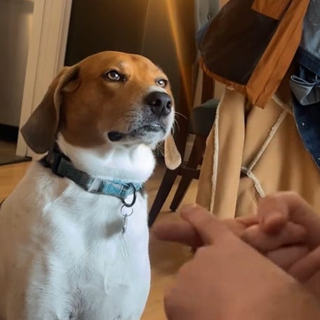 A pet owner recorded their dog's reaction to learning she needed to lose some pounds.