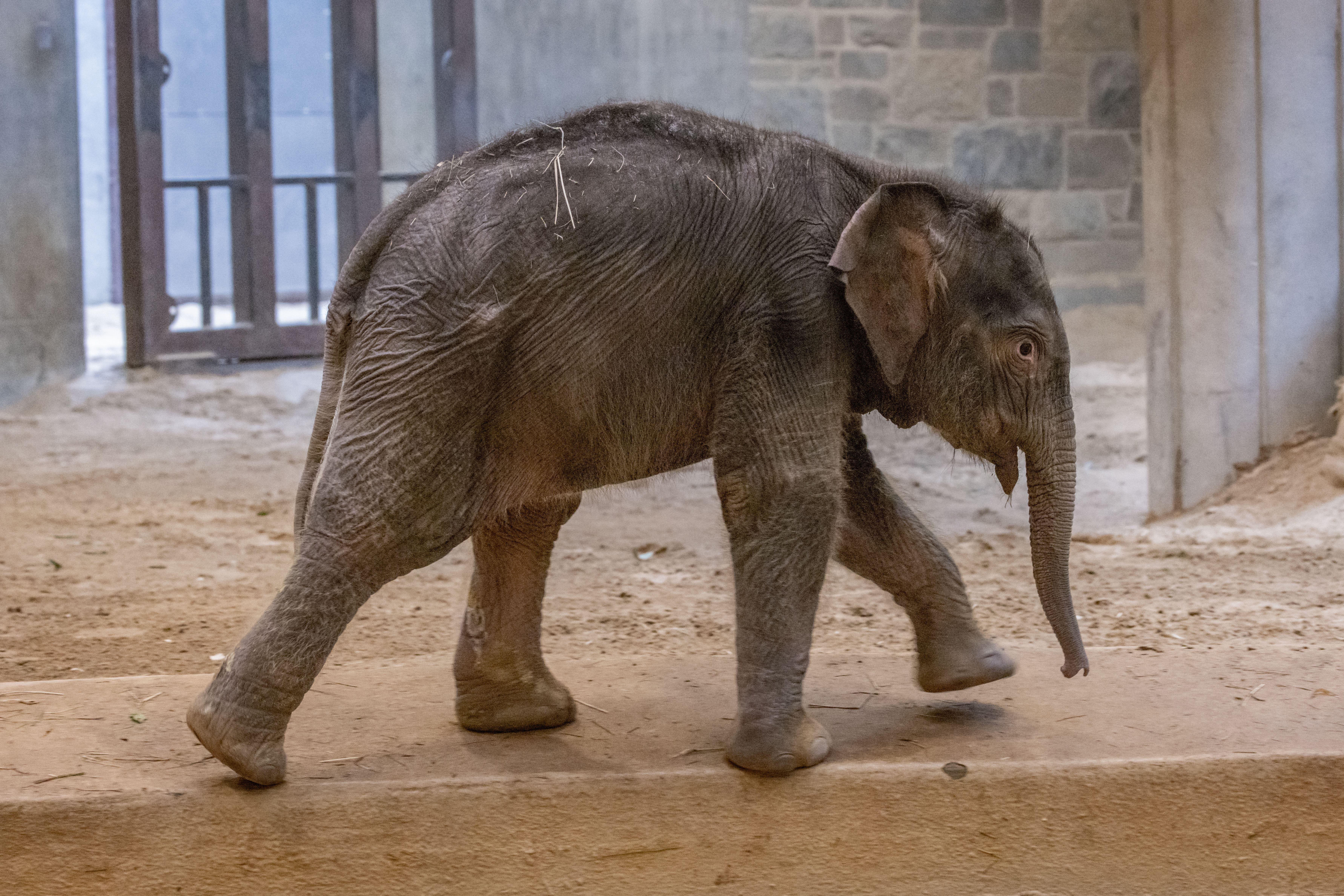 Linh Mai, a 463-pound Asian elephant calf, will soon make her debut at the National Zoo in DC. What to know about the calf rejected by her mother.