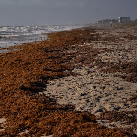 Rough seas bring Sargassum seaweed ashore in Cocoa Beach.
