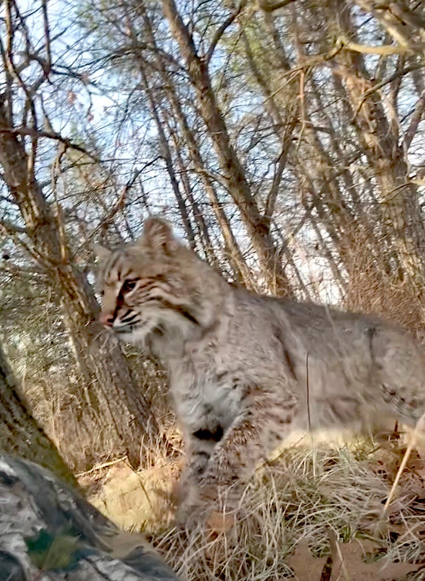 Bobcat stalks and strikes Wisconsin turkey hunter