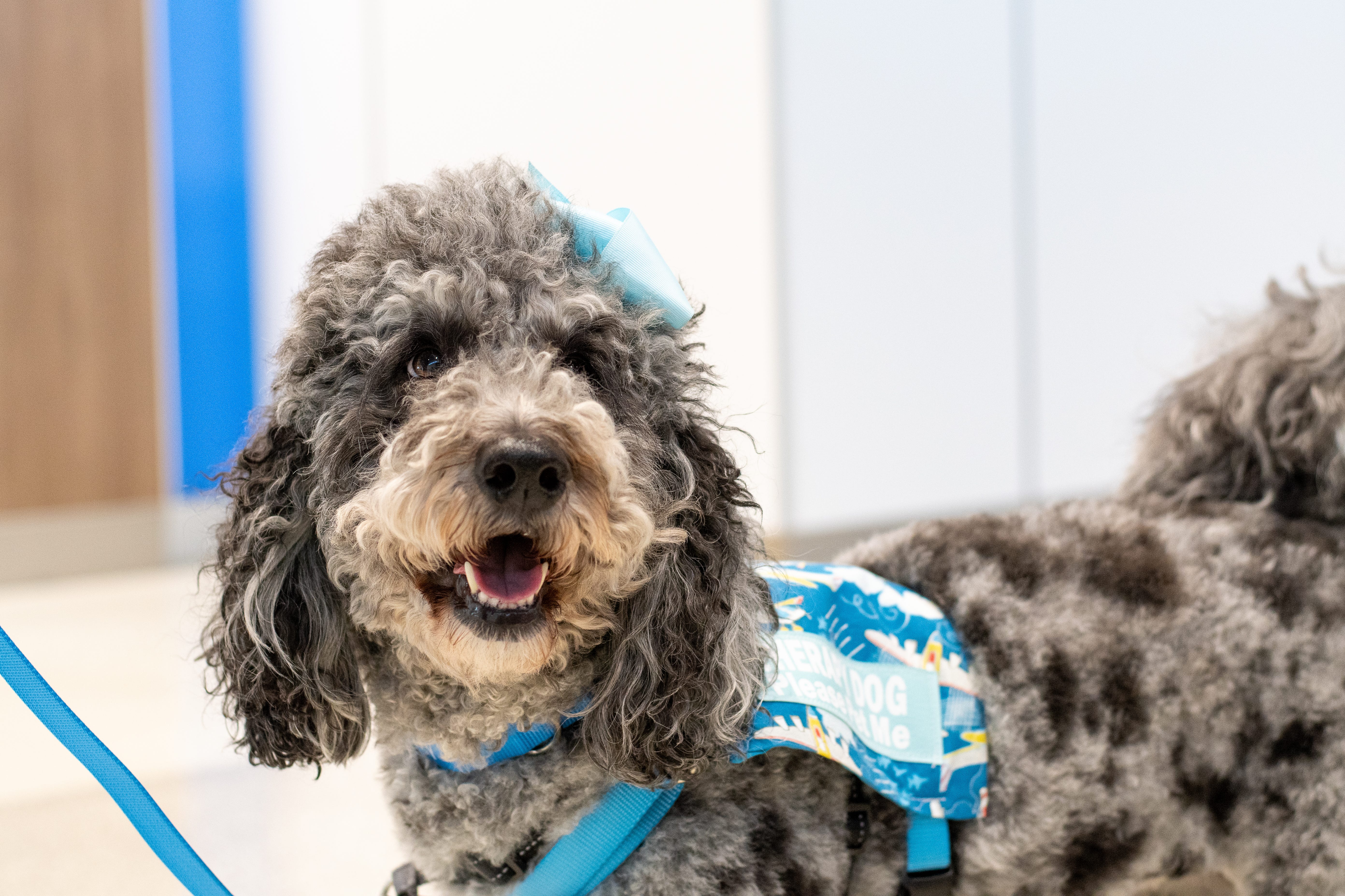 Akron-Canton Airport now has therapy dogs