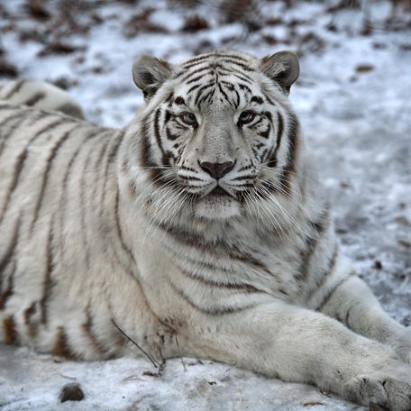 Taj, the white Bengal tiger that lived at Southwick's Zoo, died on Sunday.