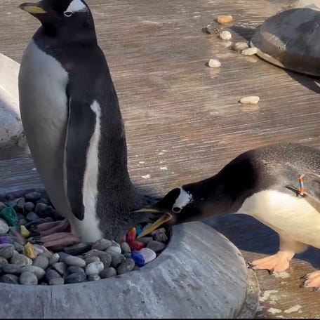 Watch penguins woo their mates with pebbles this World Penguin Day