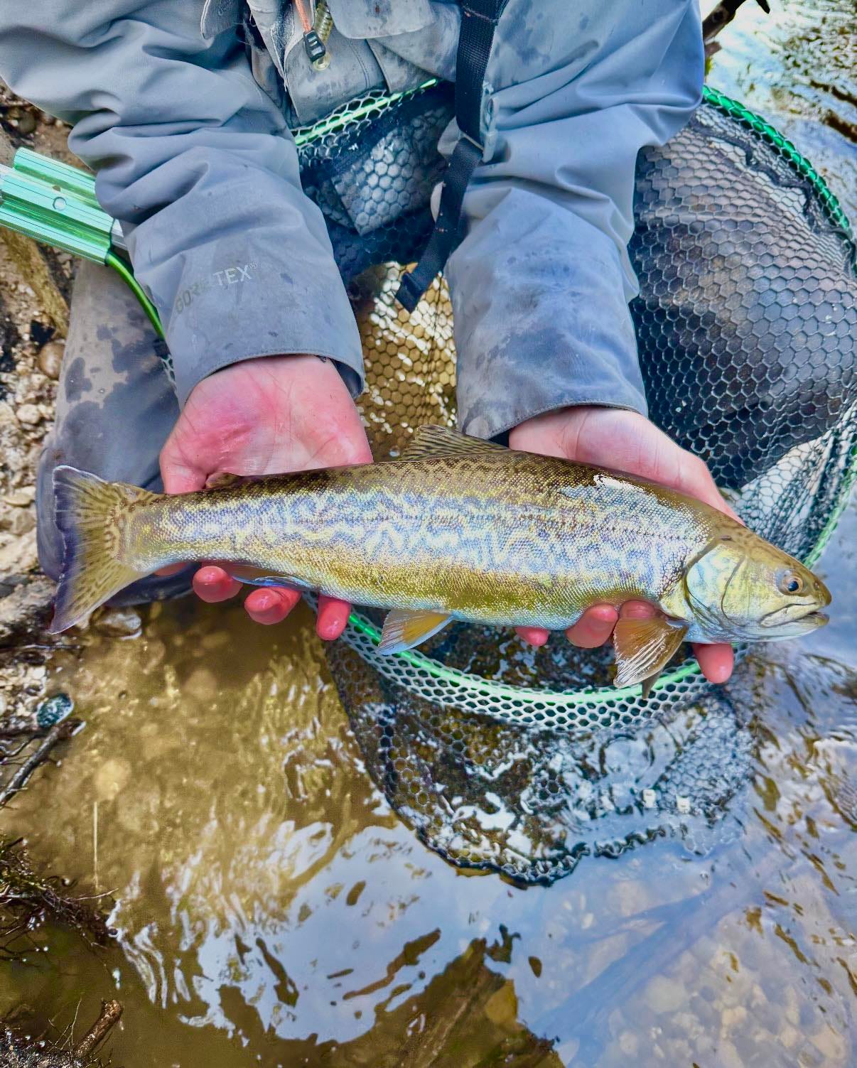 https://www.gannett-cdn.com/authoring/authoring-images/2026/04/22/PDTF/89738325007-tiger-trout.jpg?auto=webp&crop=1205,678,x0,y412&format=pjpg&width=1200