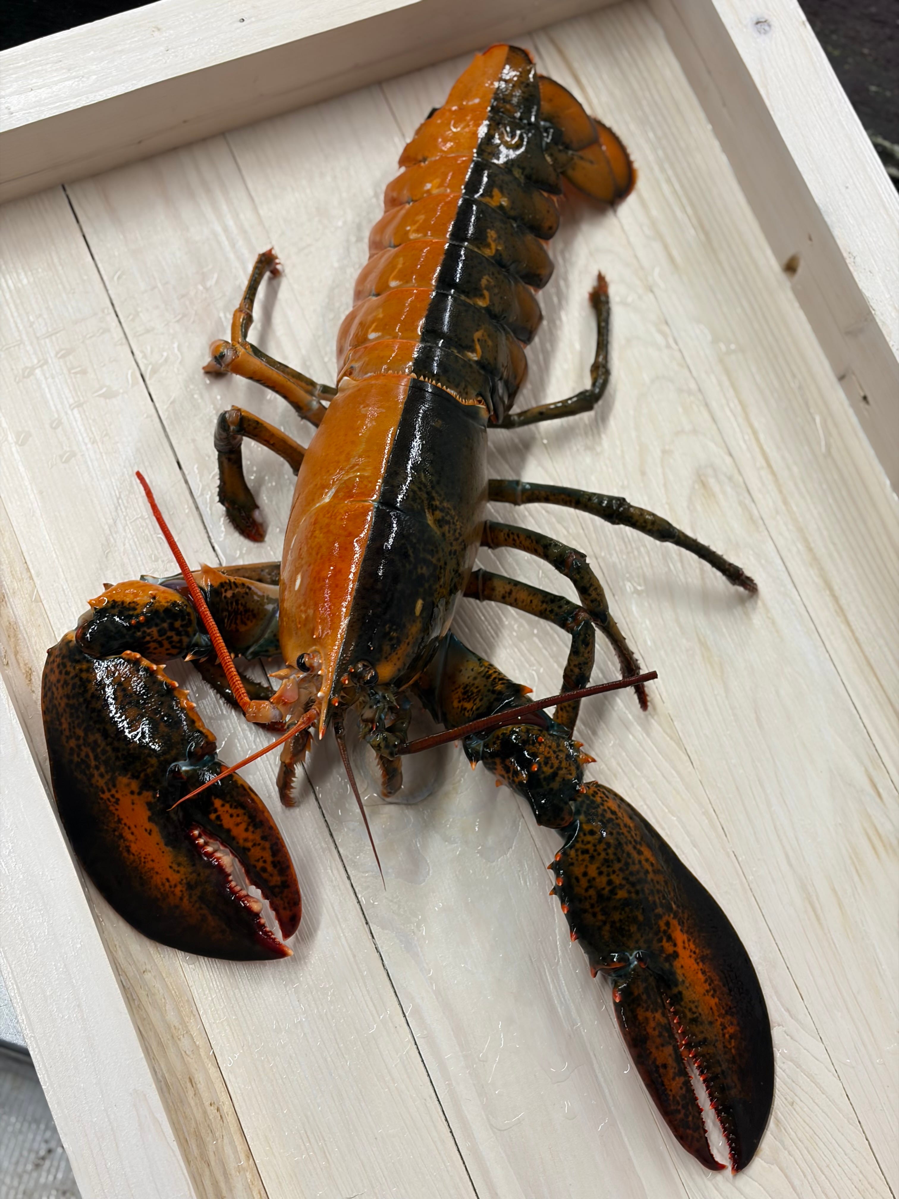https://www.gannett-cdn.com/authoring/authoring-images/2026/04/22/USAT/89732076007-wellfleet-shellfish-company-split-lobster-63.jpeg?auto=webp&crop=3023,1701,x0,y604&format=pjpg&width=1200