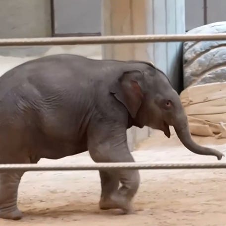 Smithsonian National Zoo debuts Linh Mai, the first Asian elephant calf born there in 25 years, highlighting critical conservation research.