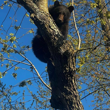 A young bear was “chemically immobilized” and rescued after it climbed up a tree in a residential neighborhood in Albany, New York.