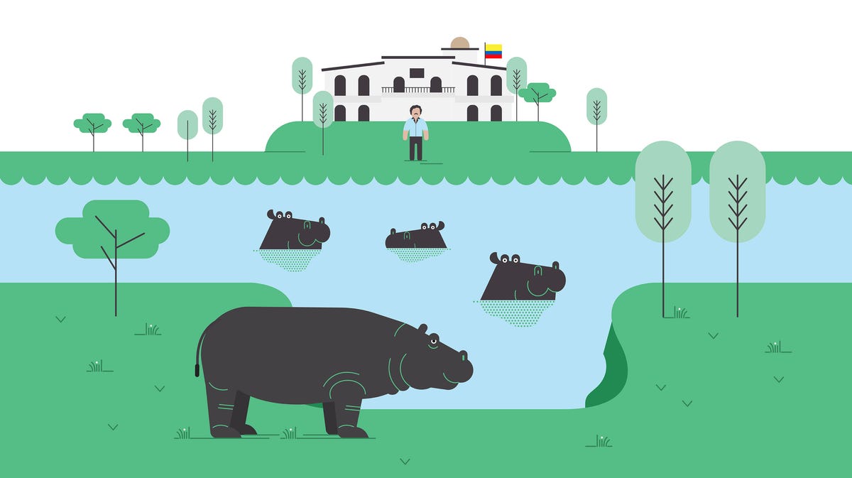Cocaine Hippos