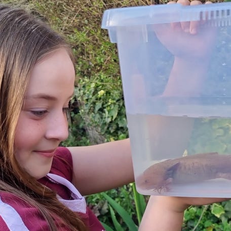 Watch 10-year-old discover rare axolotl in a Welsh river