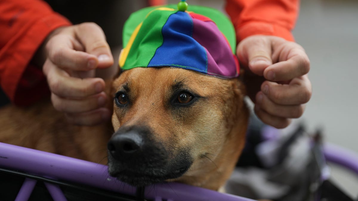 Dogwood Arts Festival brings art, music and color to World’s Fair Park