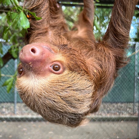A sloth at the Central Florida Zoo & Botanical Gardens after it was rescued from Sloth World