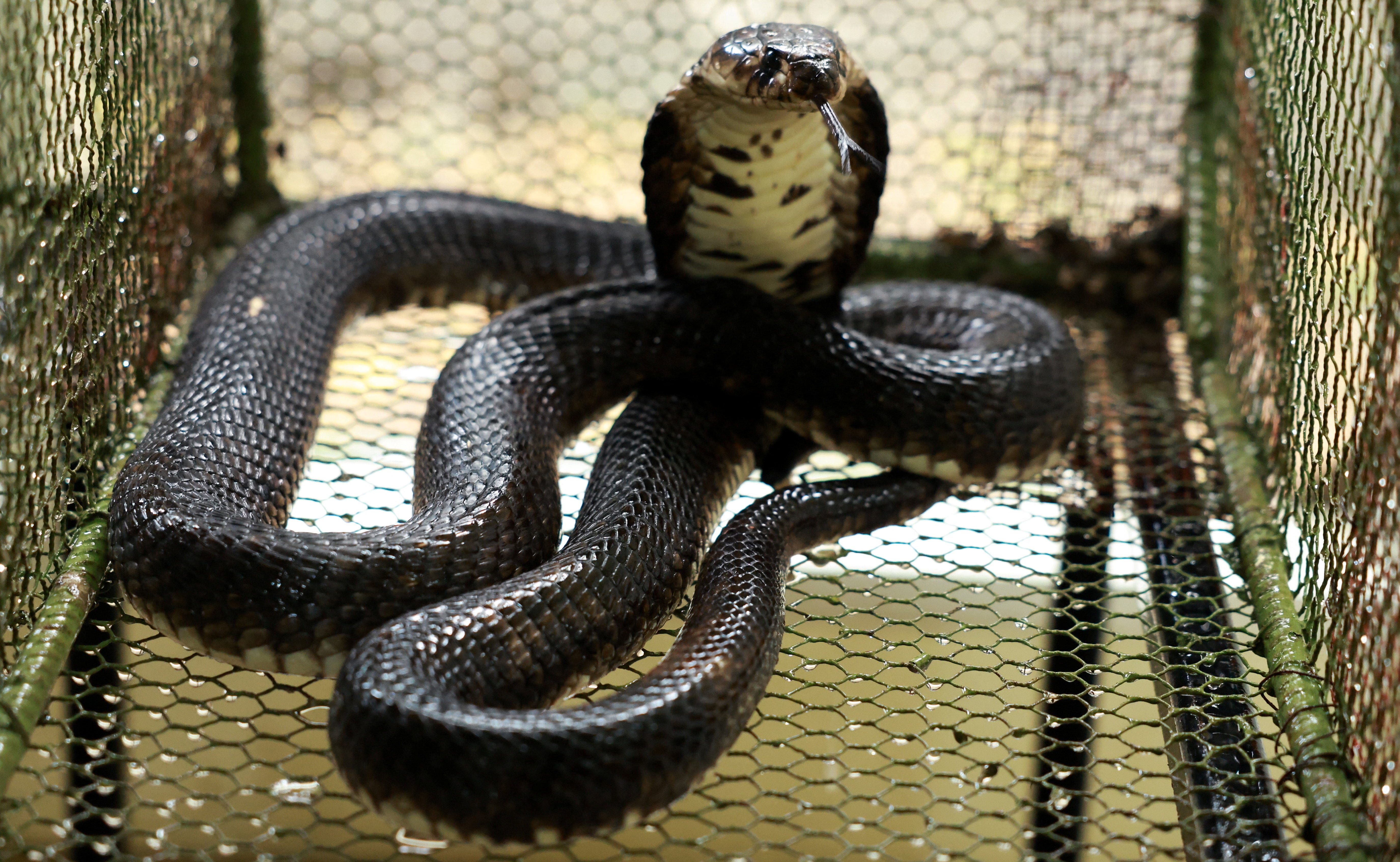 Police in Germany said the tourist was participating in a snake charmer's performance at a Hurghada resort in Egypt when one of the snakes bit him.