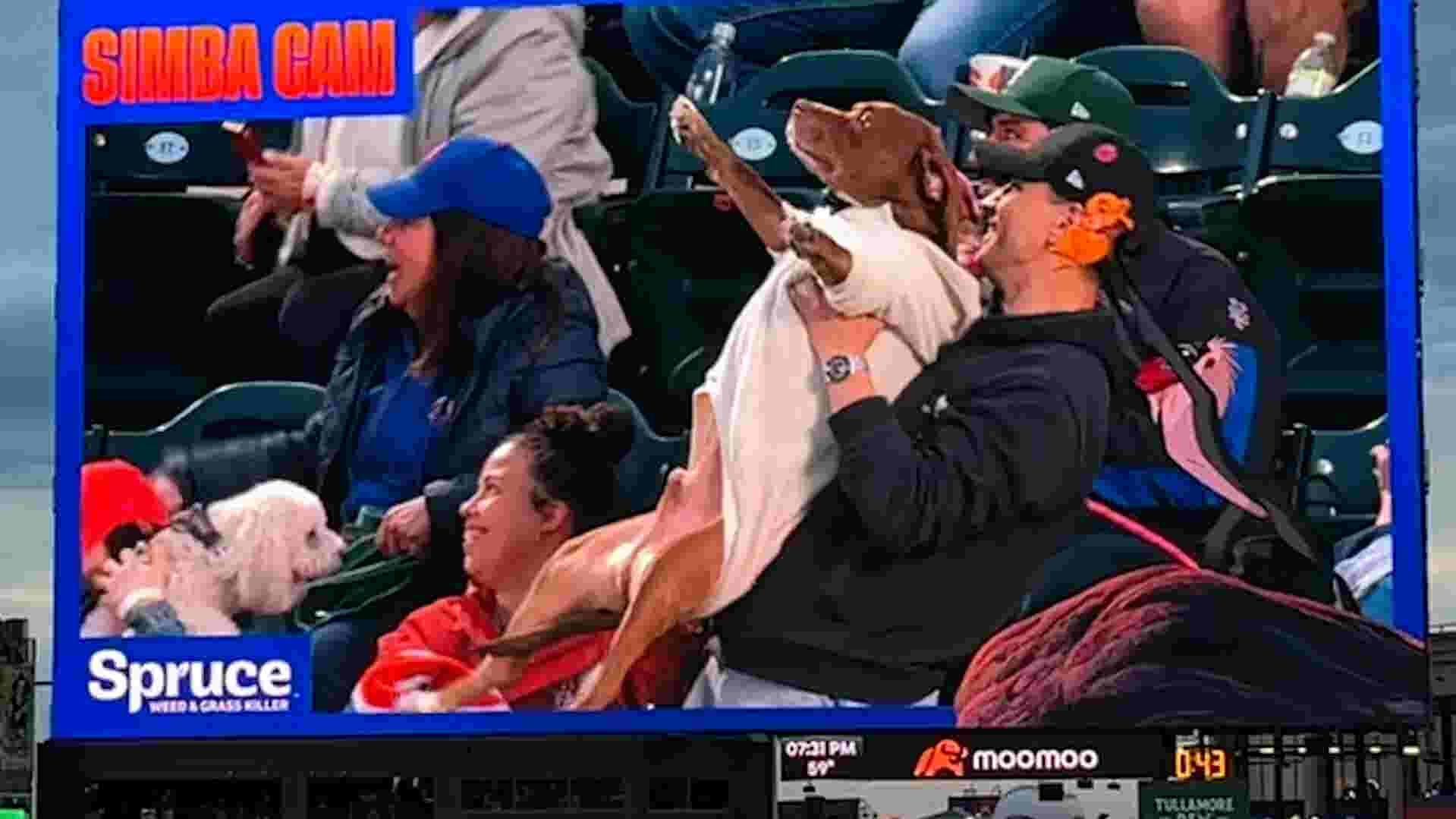 https://www.gannett-cdn.com/authoring/authoring-images/2026/04/30/USAT/89875378007-trnd-pets-simba-cam-at-mets-game-thumb.jpg?crop=1919,1079,x0,y0&quality=10