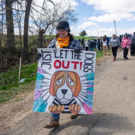 An activist walks down the road from where about 1,000 people and the medical research dog breeder Ridglan Farms Saturday, April 18, 2026 in rural Dane County near Blue Mounds, Wisconsin. Ridglan Farms is licensed by the state as a dog breeding operation. It breeds thousands of beagles and sells them to laboratories for medical and scientific testing and has operated for nearly 60 years.