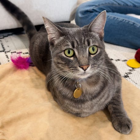 See shelter cat learn new trick with help from celebrity pet trainer