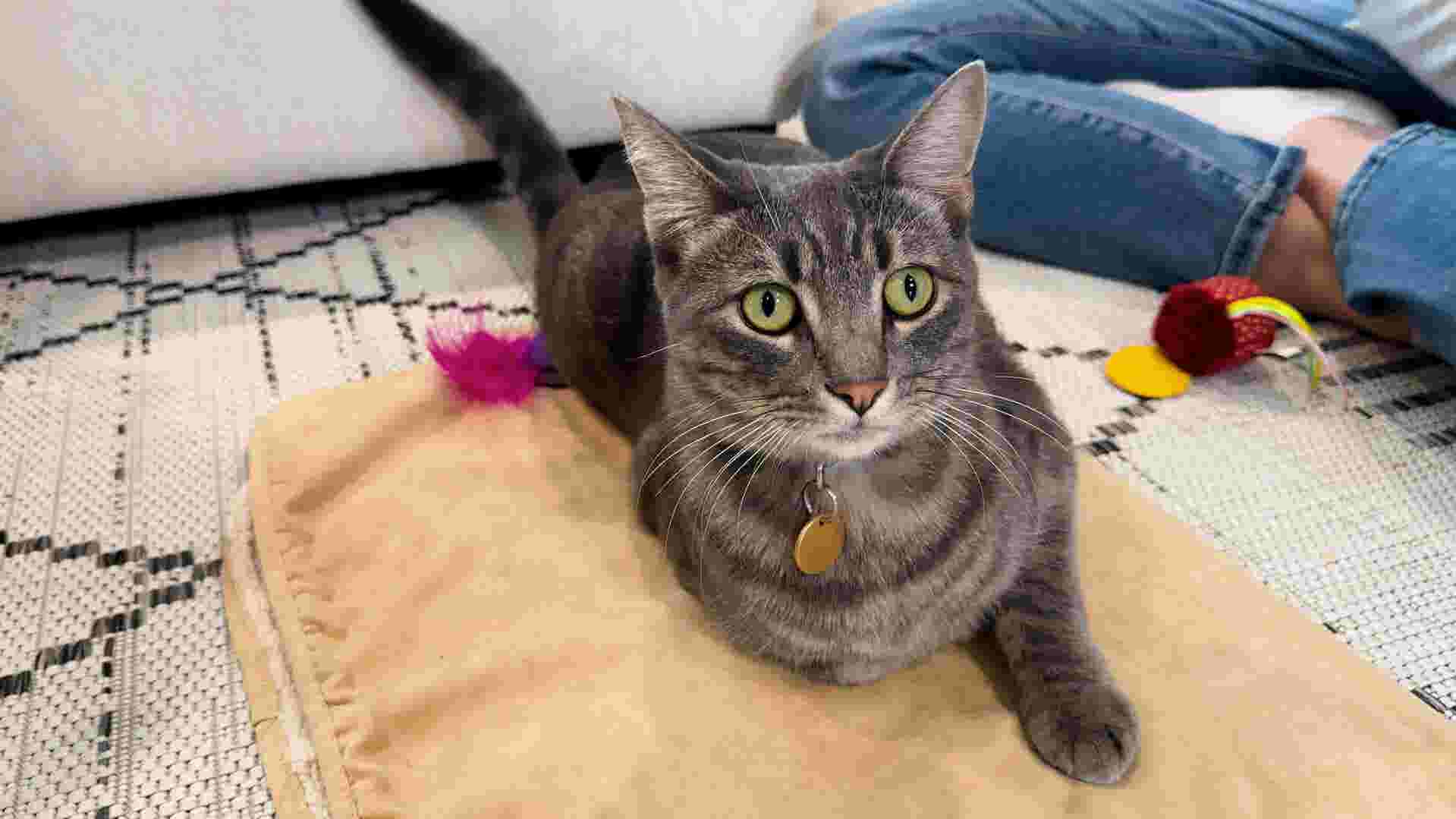 https://www.gannett-cdn.com/authoring/authoring-images/2026/04/30/USAT/89875655007-20260418-pets-national-adopt-a-shelter-pet-day-thumbnail-01.jpg?crop=1919,1079,x0,y0&quality=10