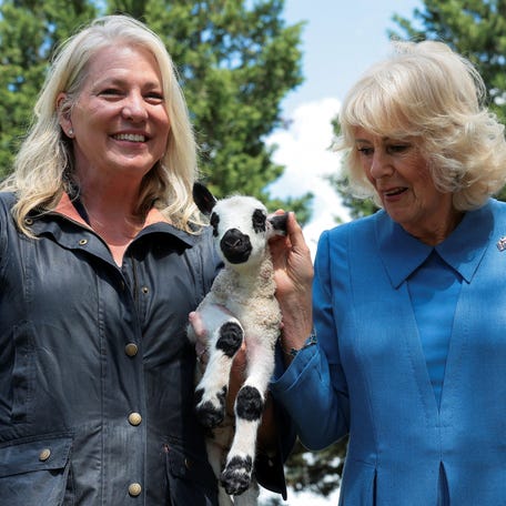 Britain's Queen Camilla pets a lamb as she poses with a community member during a block party in Front Royal, Virginia, on April 30, 2026.