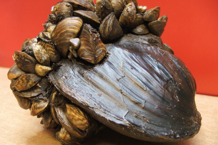 Gross, invasive mussels are an 'urgent' problem for US