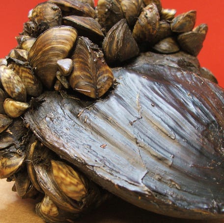 Invasive zebra mussels can attach themselves to and kill larger native mollusks.