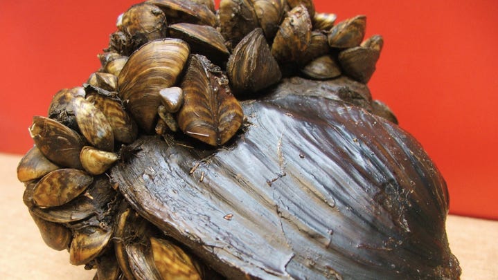 Invasive zebra mussels can attach themselves to and kill larger native mollusks.