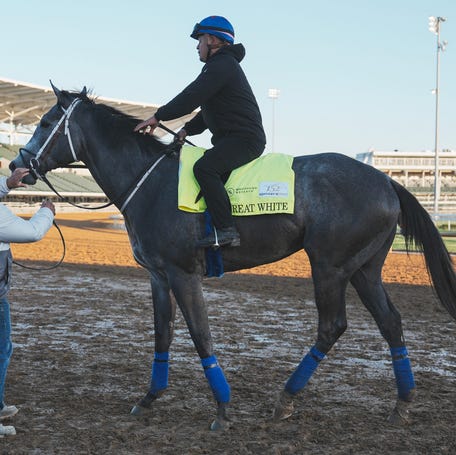 2026 Kentucky Derby horse Great White, trained by John Ennis, on the track at Churchill Downs. April 30, 2026