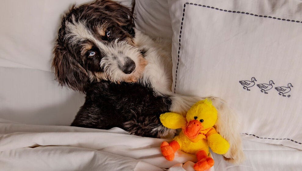 Bring your pet along to The Peabody Memphis, a favorite for our readers